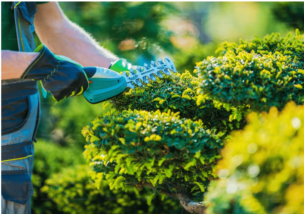 Landscape Design & Creation service